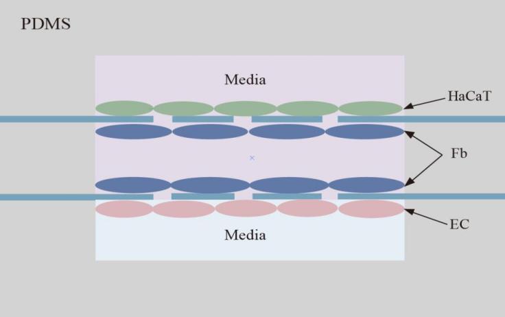 新型皮膚,芯片,化妝品安全,功效評價