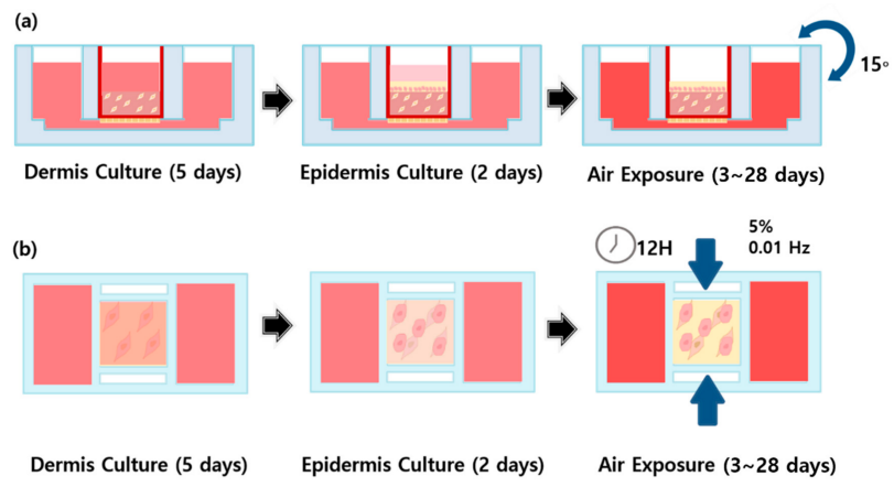新型皮膚,芯片,化妝品安全,功效評價