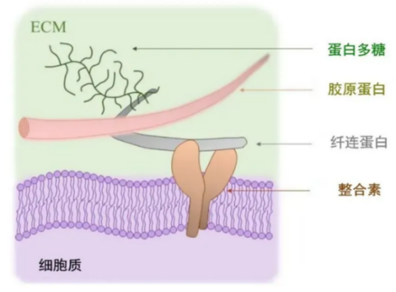 皮膚,抗衰,細胞,功效評估,去皺,抗初老,緊致