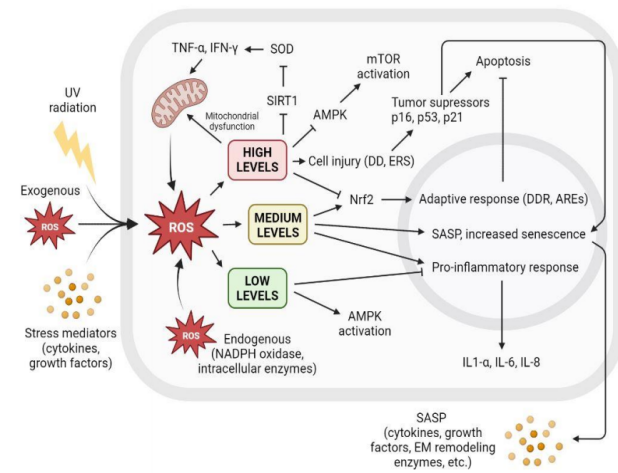 體外細胞培養,模型,化妝品抗衰,功效評價
