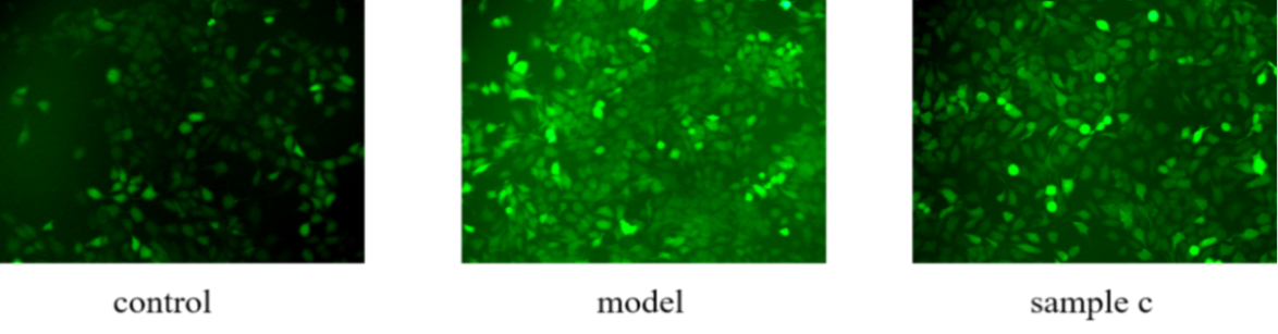 體外細胞培養,模型,化妝品抗衰,功效評價
