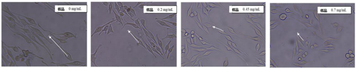 體外細胞,培養,模型,祛斑,美白,功效評估