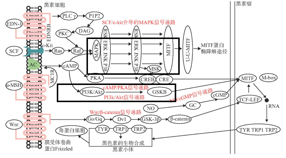 美白,功效原料,信號通路,黑素轉移,百里香醌