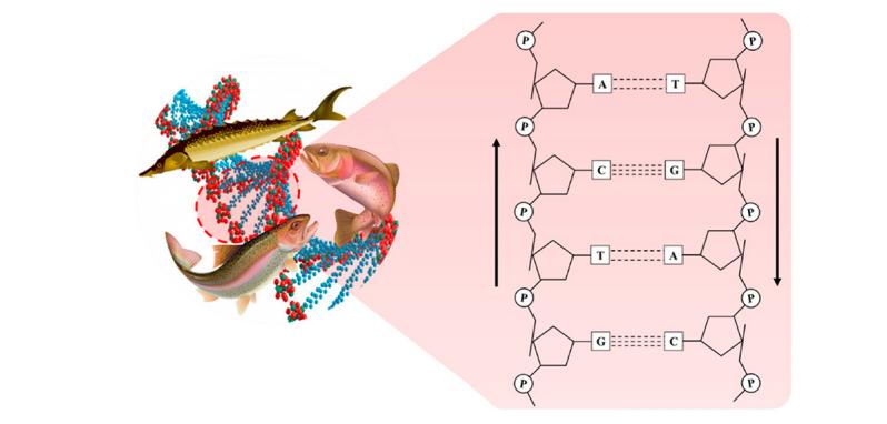PDRN,再生醫學,護膚前沿,皮膚微生態,安全性評估